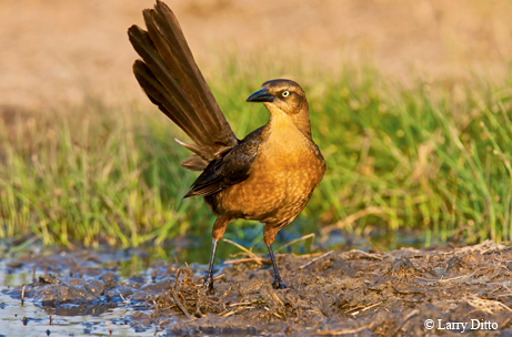 Grackle